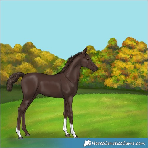 Horse Color:Liver Chestnut Tobiano 