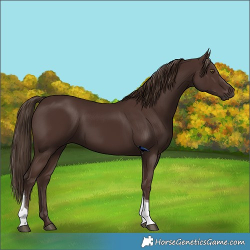 Horse Color:Liver Chestnut Tobiano 