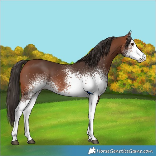 Horse Color:White Spotted Bay
