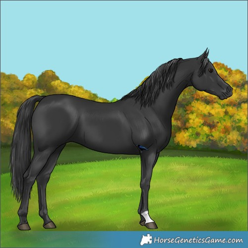 Horse Color:Black 
