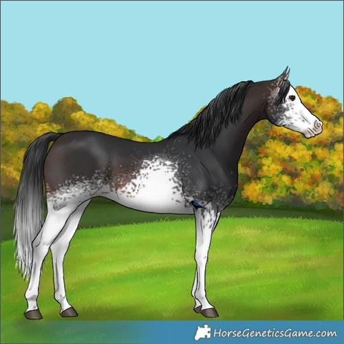 Horse Color:White Spotted Brown Sabino Splash