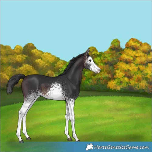 Horse Color:White Spotted Brown Sabino Splash 