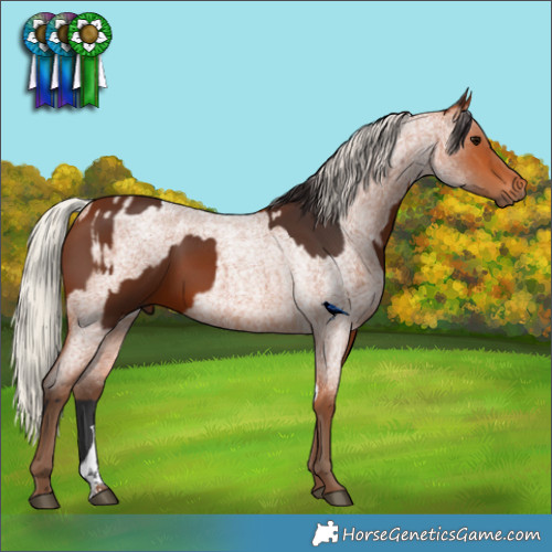 Horse Color:Bay Tobiano Rabicano  and Silver Bay Roan Sabino 