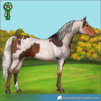 Horse Color:Bay Tobiano Rabicano  and Silver Bay Roan Sabino 
