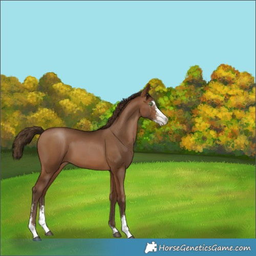 Horse Color:Gray Brown Pearl Sabino 