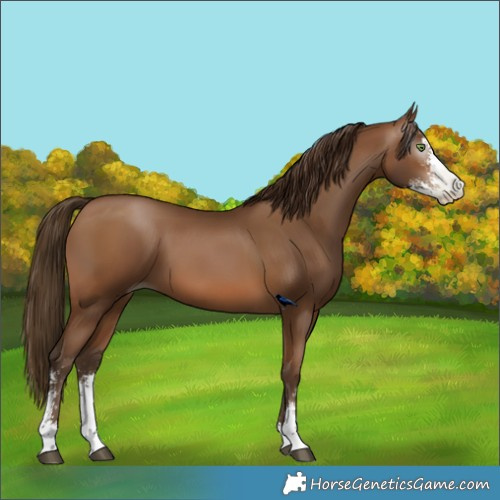 Horse Color:Gray Brown Pearl Sabino 