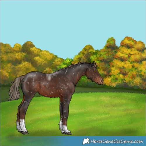 Horse Color:Liver Chestnut Sabino Tobiano Snowcap 