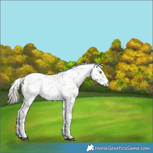 Horse Color:Liver Red Dun Sabino Appaloosa Rabicano