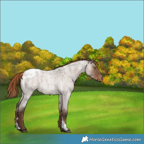 Horse Color:Liver Red Dun Roan Sabino Snowflake Varnish 