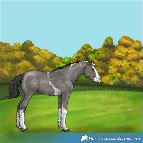 Horse Color:Grullo Sabino Splash Tobiano Appaloosa Brindle