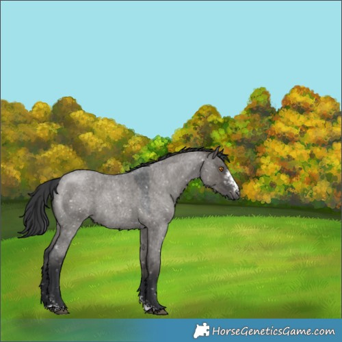 Horse Color:Grullo Roan Sabino Snowflake Varnish 