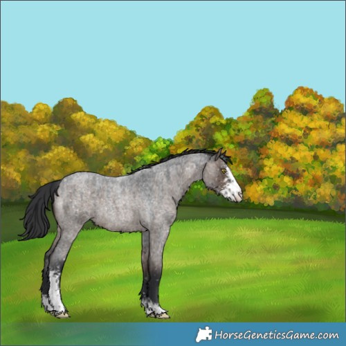 Horse Color:Brown Roan Dun Sabino Snowflake Varnish Brindle 