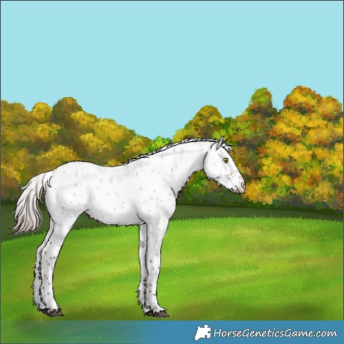 Horse Color:Liver Red Dun Sabino