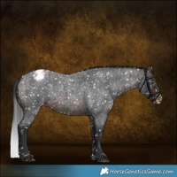 Horse Color:Brown Roan Sabino Appaloosa