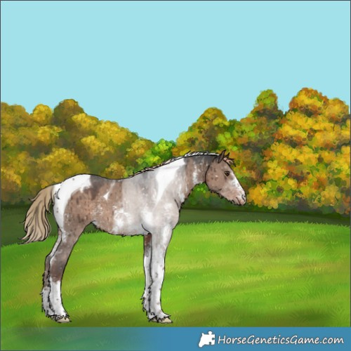 Horse Color:Liver Red Dun Sabino Tobiano Appaloosa Brindle