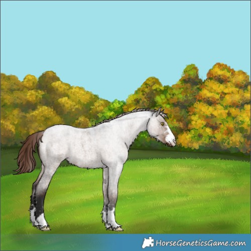 Horse Color:Liver Red Dun Roan Snowflake VarnishRabicano Brindle