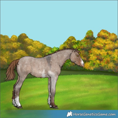 Horse Color:Liver Red Dun Roan Sabino Snowflake VarnishRabicano 