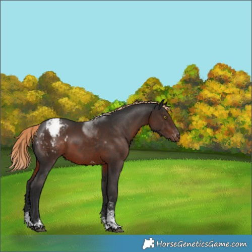 Horse Color:Liver Chestnut Sabino Tobiano Appaloosa Rabicano
