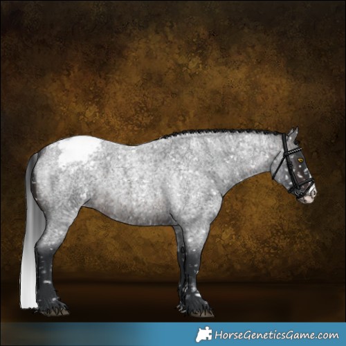 Horse Color:Brown Roan Sabino Appaloosa Rabicano 