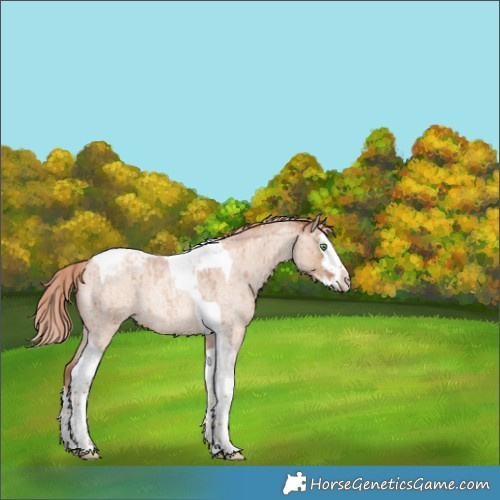 Horse Color:Gold Champagne Roan Dun Splash Tobiano Appaloosa Brindle 
