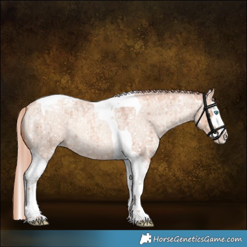 Horse Color:Gold Champagne Roan Dun Splash Tobiano Appaloosa Brindle 