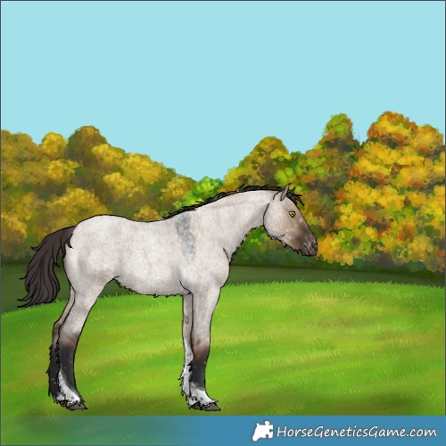 Horse Color:Liver Red Dun Roan Tobiano Appaloosa