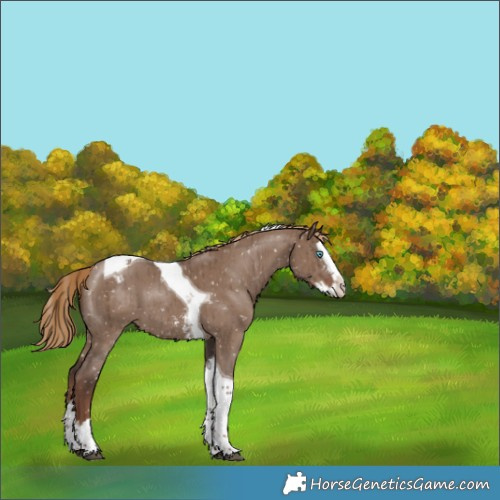 Horse Color:Liver Red Dun Sabino Splash Tobiano Blanket Brindle 