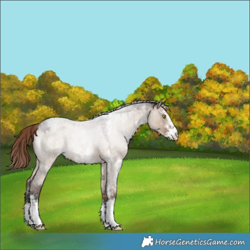 Horse Color:Liver Red Dun Roan Sabino Appaloosa 