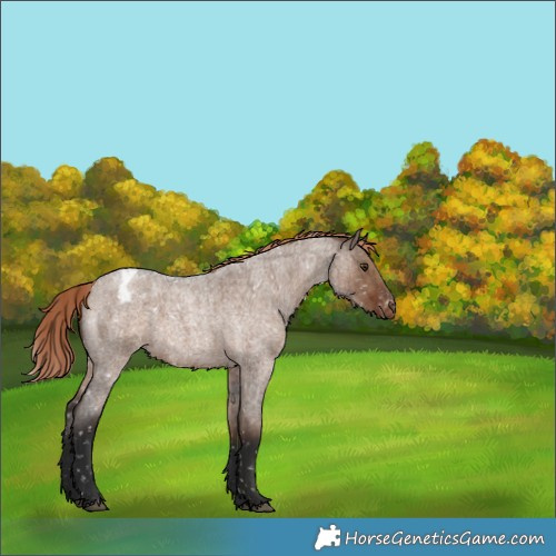 Horse Color:Liver Red Dun Roan Blanket Rabicano Brindle 