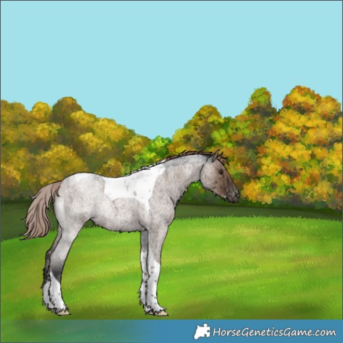 Horse Color:Liver Red Dun Roan Tobiano Snowflake VarnishRabicano Brindle 