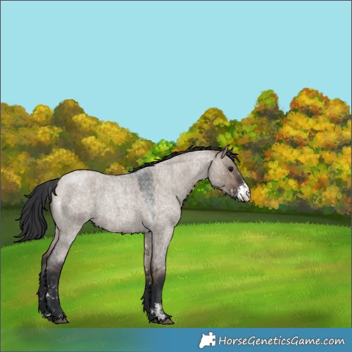 Horse Color:Brown Roan Dun Sabino Snowflake Varnish