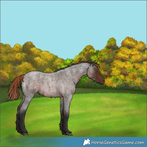 Horse Color:Liver Red Roan