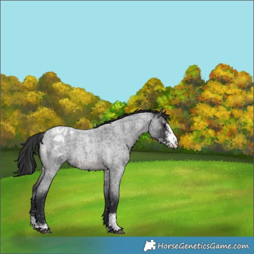 Horse Color:Brown Roan Sabino Appaloosa 