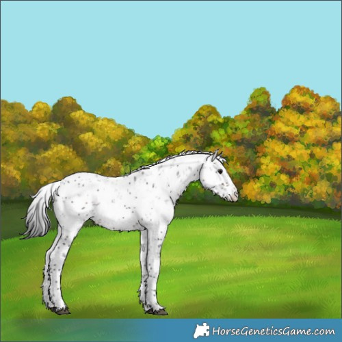 Horse Color:Brown Sabino 