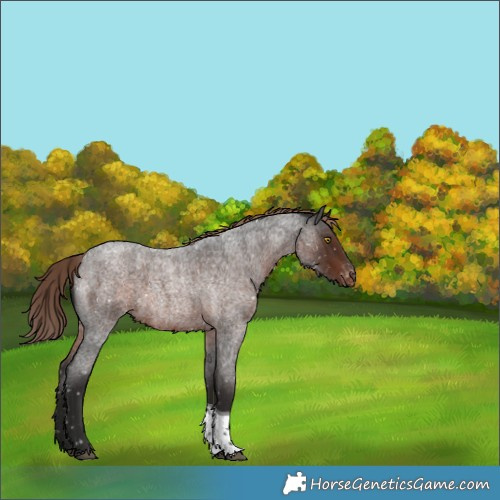 Horse Color:Liver Red Roan Tobiano Appaloosa 