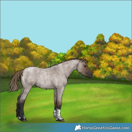 Horse Color:Liver Red Dun Roan Tobiano Rabicano Brindle