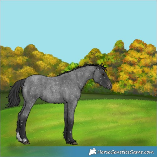 Horse Color:Blue Roan Sabino Appaloosa Rabicano 