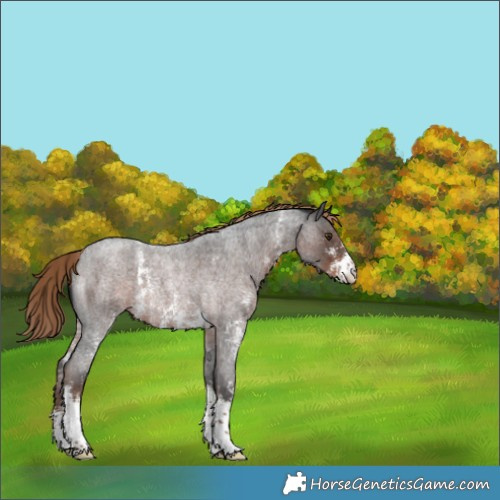 Horse Color:Liver Red Roan Sabino Rabicano