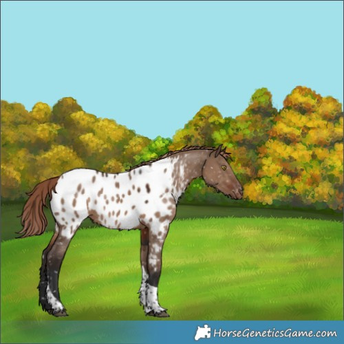 Horse Color:Liver Red Dun Tobiano Appaloosa Rabicano