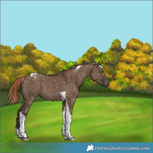 Horse Color:Liver Red Dun Tobiano Appaloosa Brindle