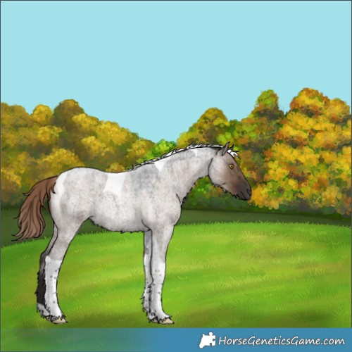 Horse Color:Liver Red Dun Roan Tobiano Rabicano Brindle