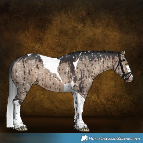 Horse Color:Brown Dun Tobiano Appaloosa Rabicano Brindle 