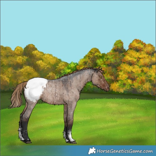 Horse Color:Liver Red Dun Roan Sabino Snowcap Rabicano Brindle