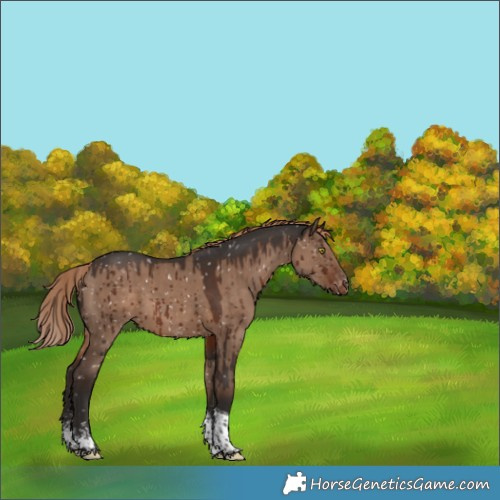 Horse Color:Liver Red Dun Sabino Tobiano Appaloosa Brindle