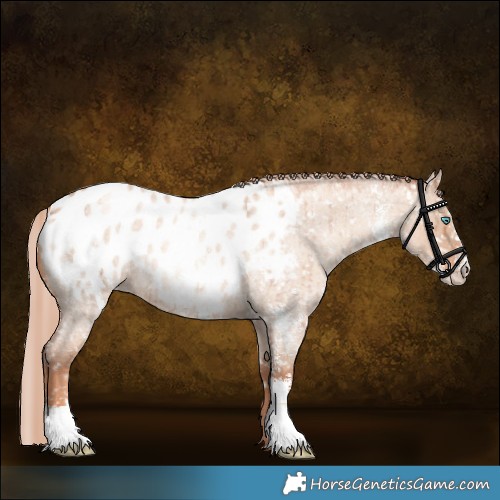 Horse Color:Gold Champagne Roan Dun Sabino Appaloosa Brindle 