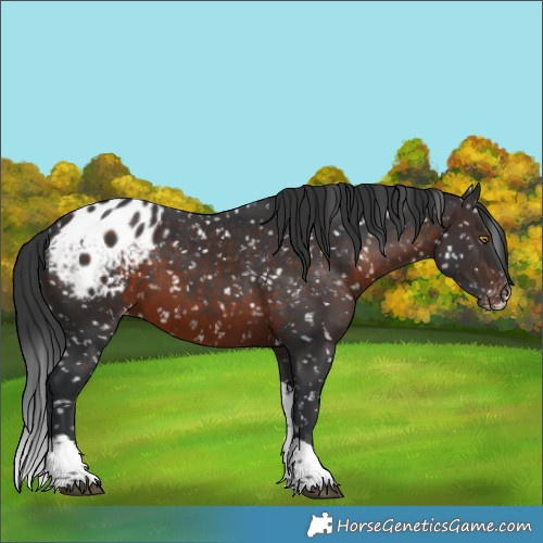 Horse Color:Brown Sabino Tobiano Appaloosa 