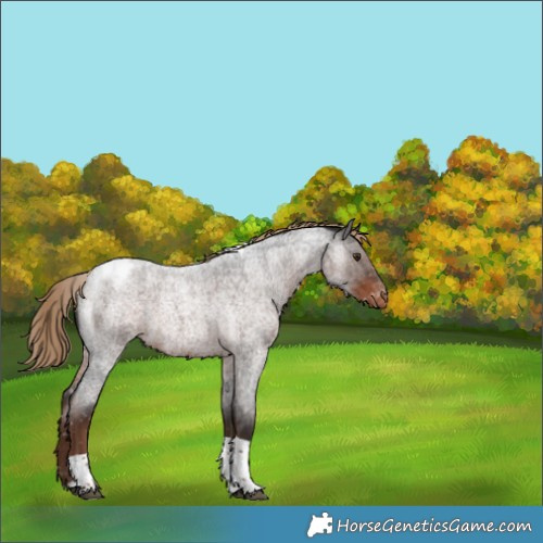 Horse Color:Liver Red Roan Tobiano Snowflake Varnish