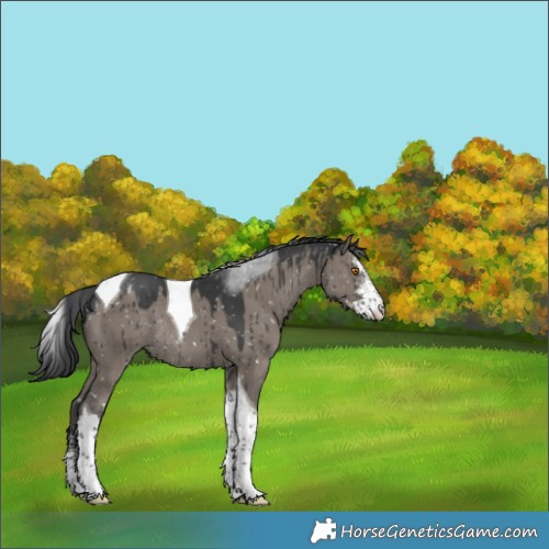 Horse Color:Grullo Sabino Tobiano Snowflake Varnish Rabicano Brindle 