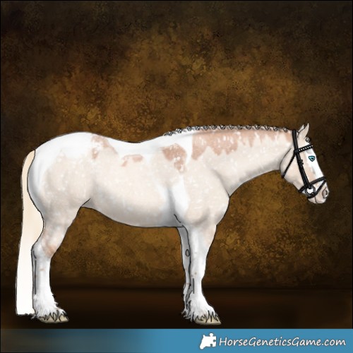 Horse Color:Gold Champagne Roan Dun Splash Tobiano Appaloosa Rabicano