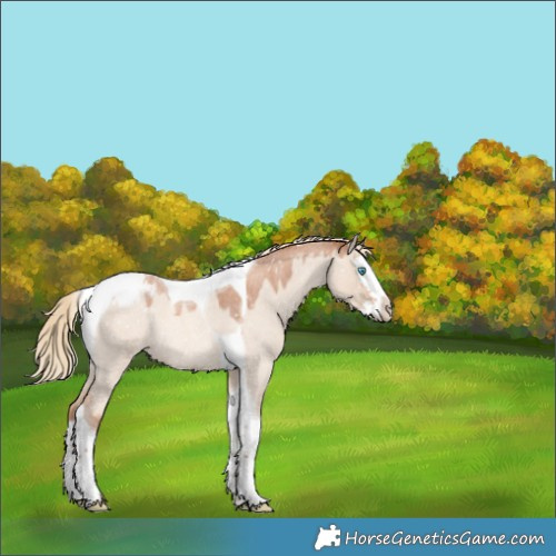 Horse Color:Gold Champagne Roan Dun Splash Tobiano Appaloosa Rabicano 